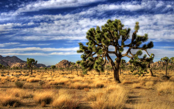 nature Joshua Tree National Park HD Desktop Wallpaper | Background Image