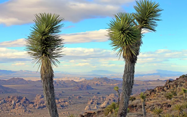 nature Joshua Tree National Park HD Desktop Wallpaper | Background Image