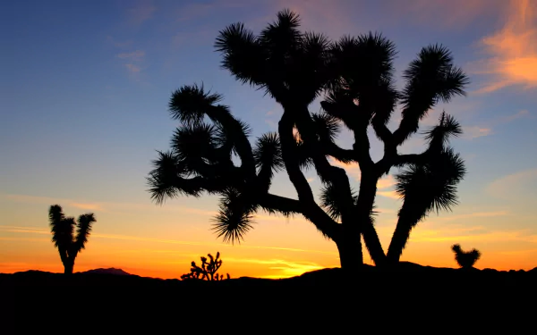 nature Joshua Tree National Park HD Desktop Wallpaper | Background Image