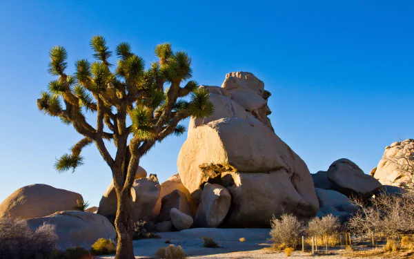 nature Joshua Tree National Park HD Desktop Wallpaper | Background Image