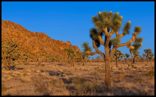 nature Joshua Tree National Park HD Desktop Wallpaper | Background Image