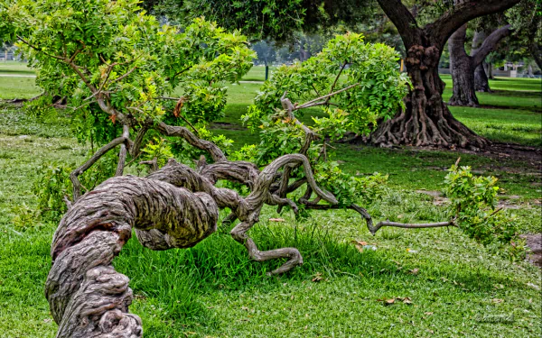 nature twisted tree tree HD Desktop Wallpaper | Background Image