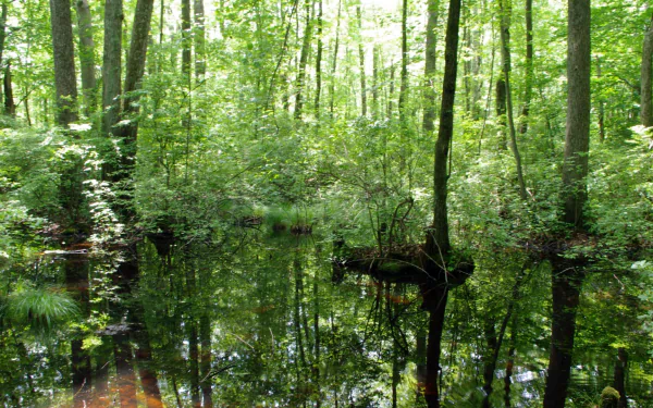 nature swamp HD Desktop Wallpaper | Background Image