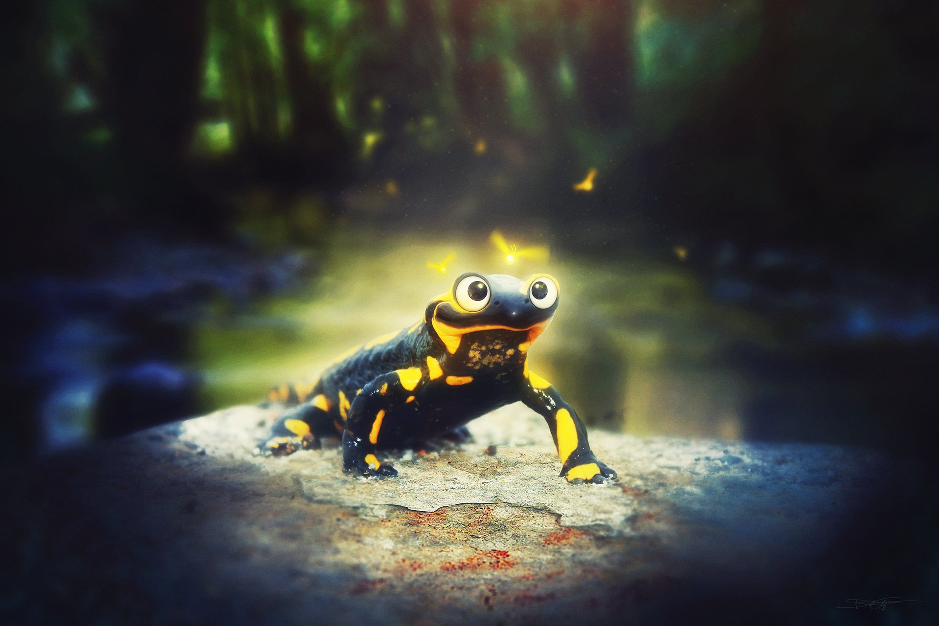 Download Forest Stone Animal Salamander HD Wallpaper by Bastien Grivet