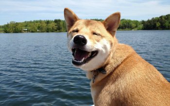 80 Shiba Inu Hd Wallpapers Background Images