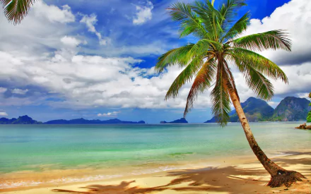 nature palm tree HD Desktop Wallpaper | Background Image
