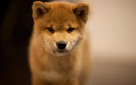 puppy dog Animal akita HD Desktop Wallpaper | Background Image