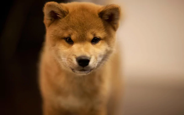 HD desktop wallpaper featuring a close-up of an adorable Akita puppy with soft fur and a gentle expression.