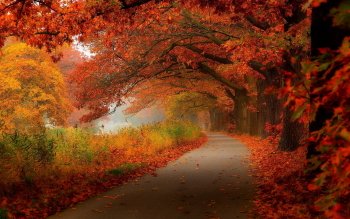 HD Wallpaper | Background Image ID:517496