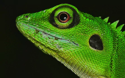 Animal iguana HD Desktop Wallpaper | Background Image
