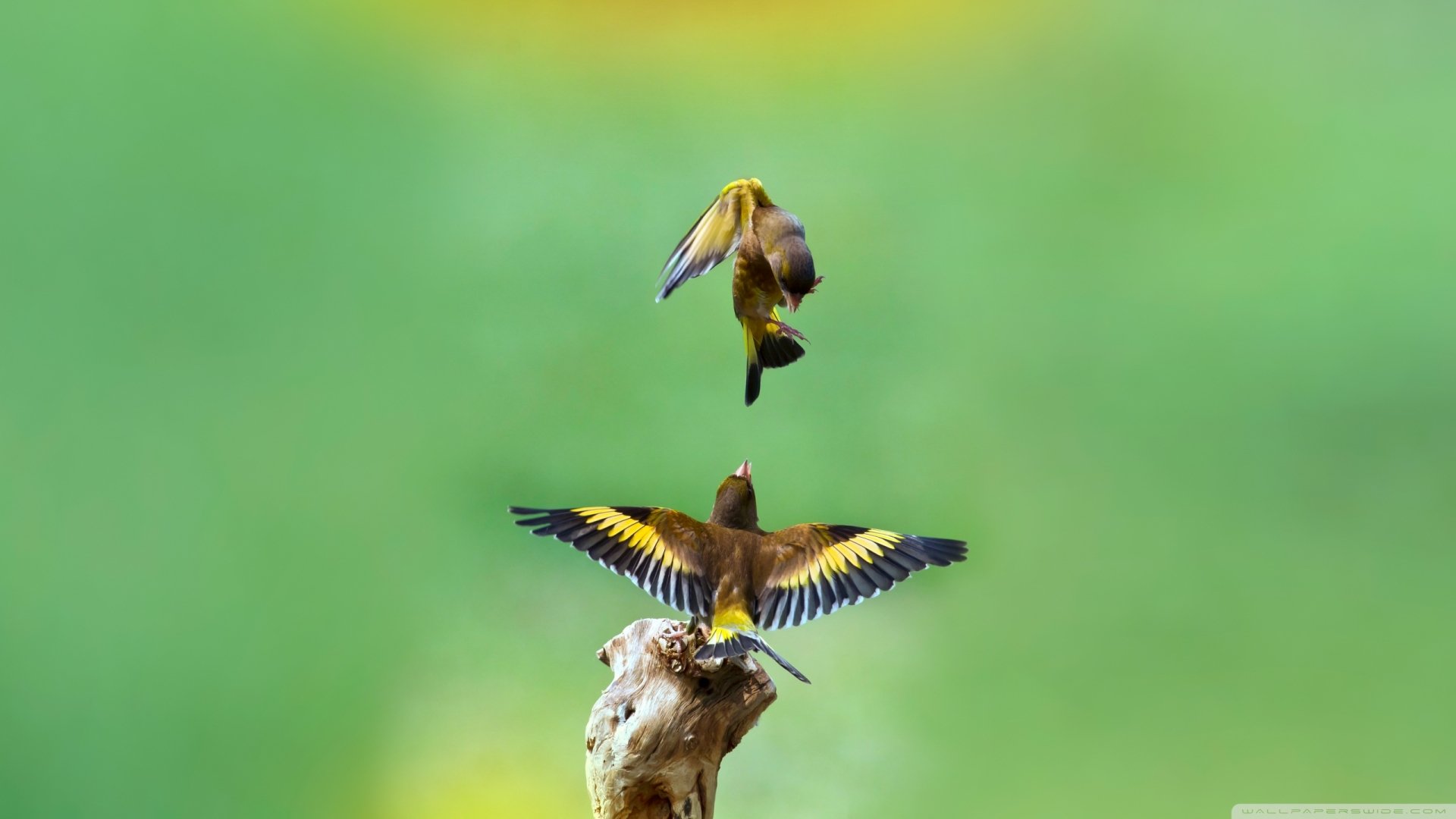 Two Oriental Greenfinch birds with vibrant yellow and green feathers interact mid-air and on a branch against a blurred green background in this HD desktop wallpaper.