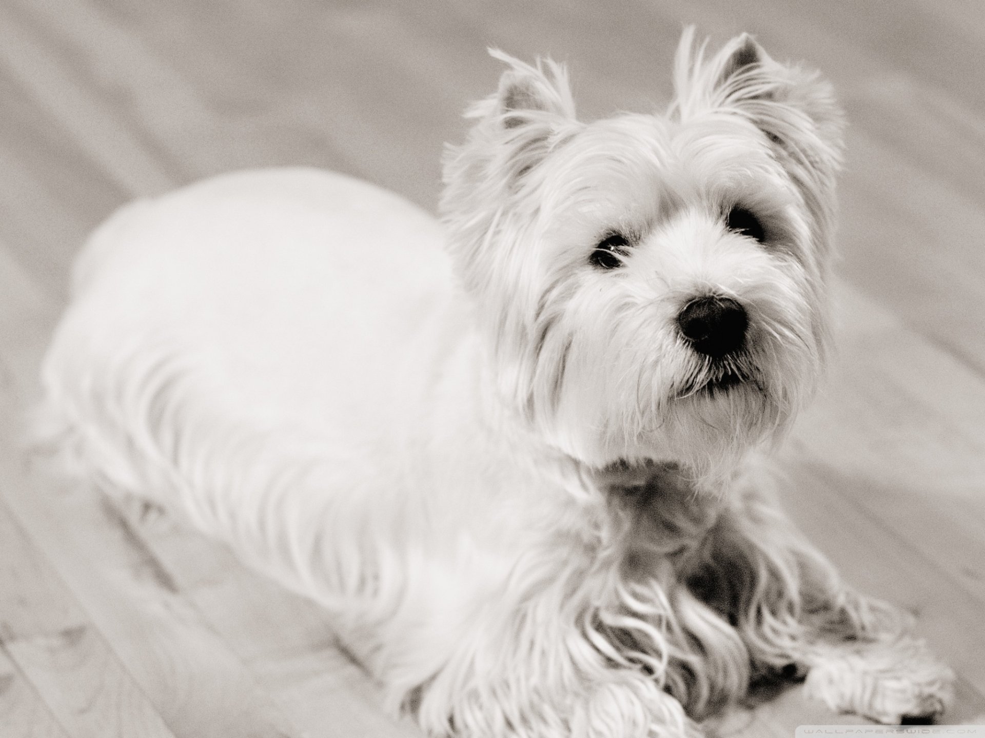 Download Dog Animal Terrier HD Wallpaper