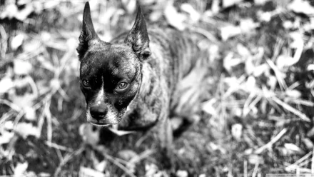 dog Animal Boston Terrier HD Desktop Wallpaper | Background Image