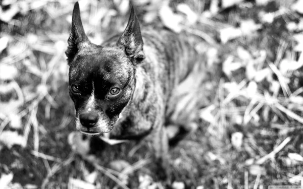dog Animal Boston Terrier HD Desktop Wallpaper | Background Image