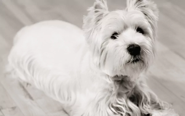 dog Animal terrier HD Desktop Wallpaper | Background Image