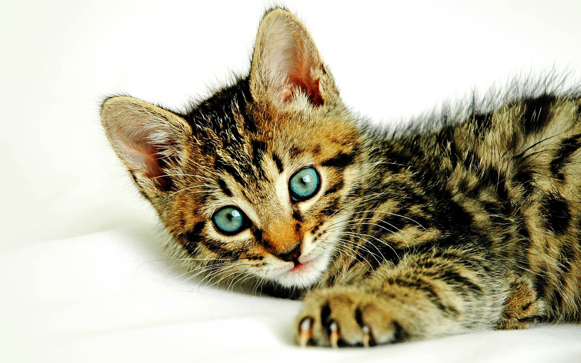 HD desktop wallpaper featuring a close-up of a tabby kitten with bright blue eyes lying on a white background.