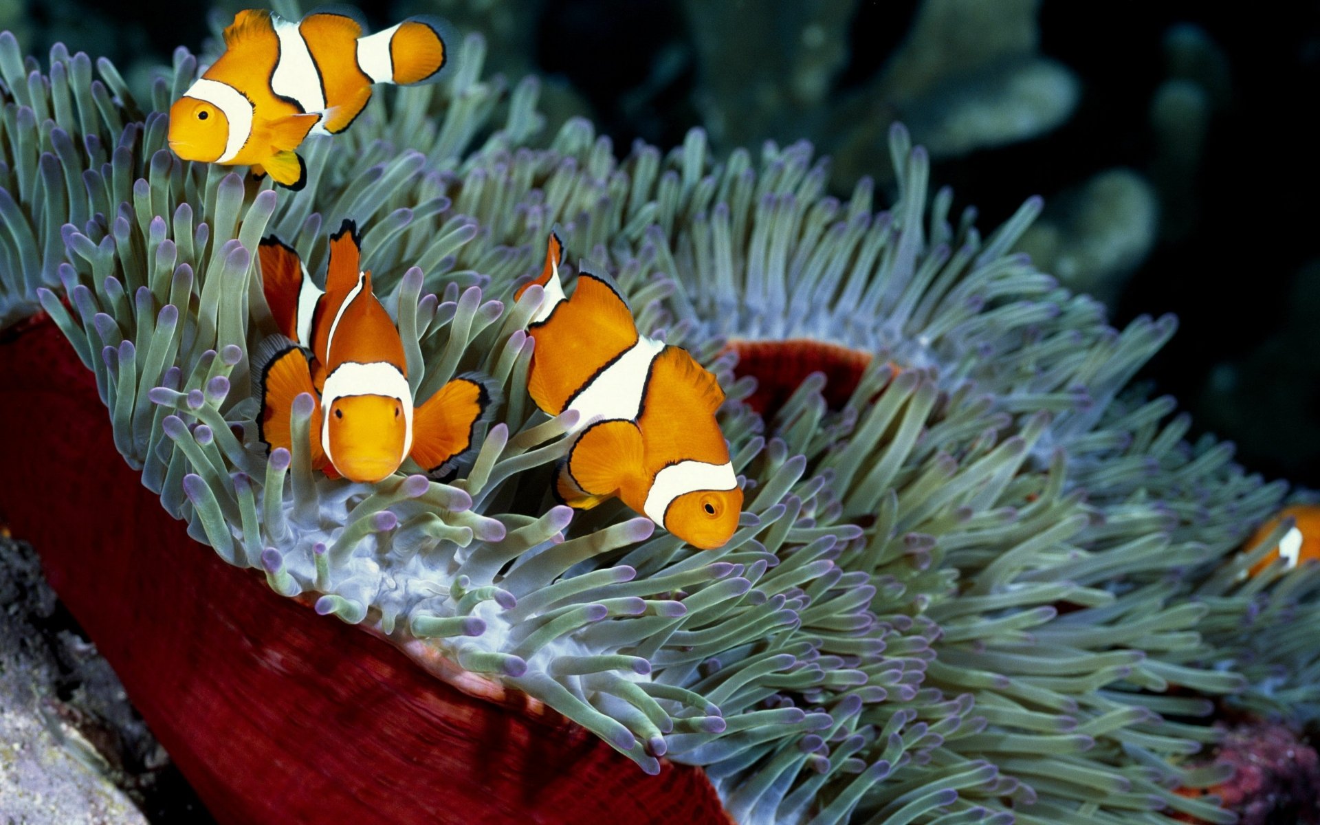 Group of orange-and-white clownfish (fish, animal) among a sea anemone, vibrant reef scene — 4K Ultra HD PC desktop wallpaper background.
