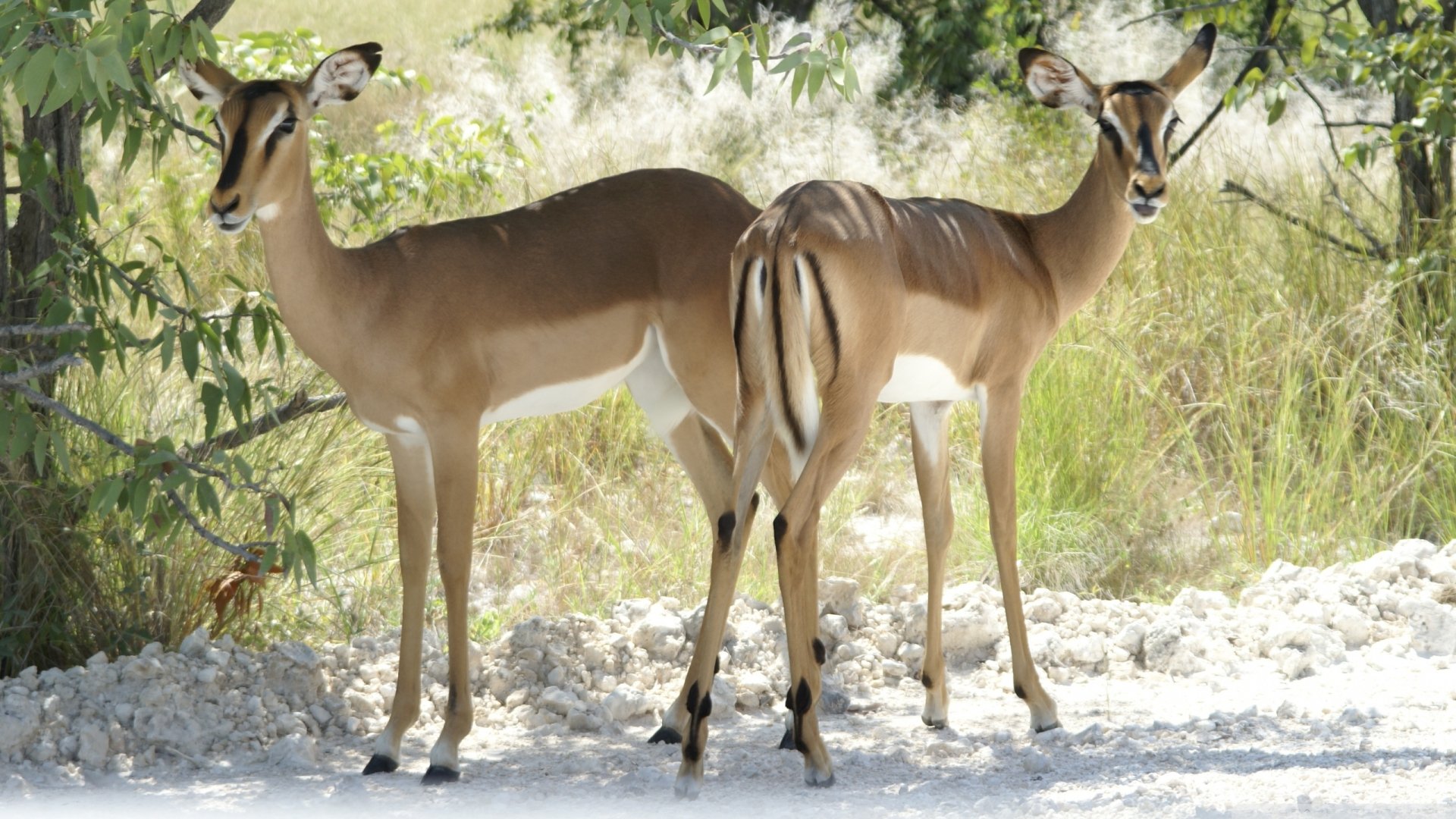 Download Black-faced Impala Impala Animal HD Wallpaper
