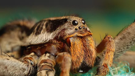 spider Animal tarantula HD Desktop Wallpaper | Background Image