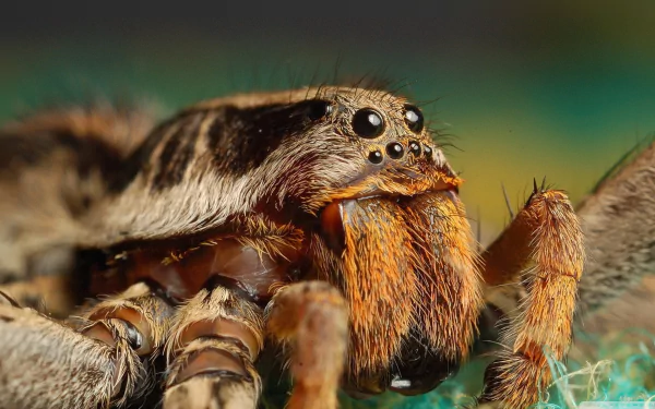 spider Animal tarantula HD Desktop Wallpaper | Background Image