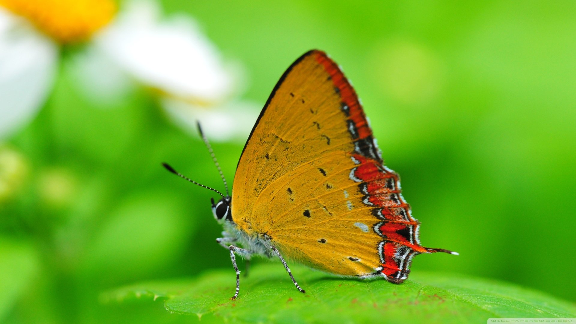 Papillon Fond d'écran HD | Arrière-Plan | 2560x1440 | ID:520392