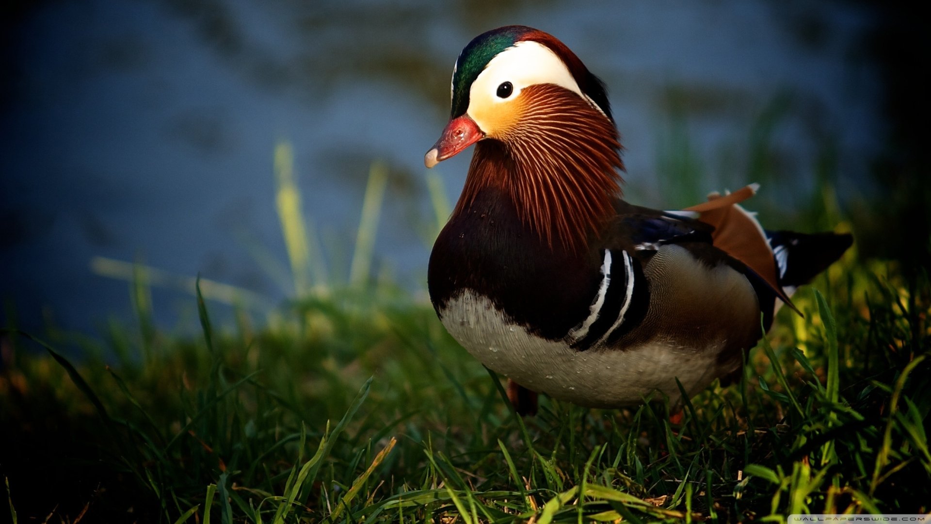 Download Bird Animal Mandarin Duck HD Wallpaper