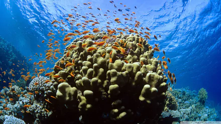 coral Animal fish HD Desktop Wallpaper | Background Image