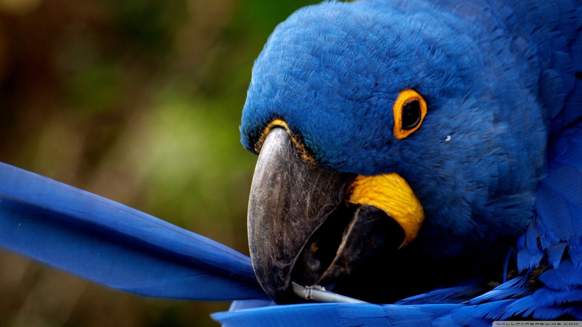 A close-up of a hyacinth macaw features vibrant blue feathers and striking yellow accents, making it a captivating bird image for HD desktop wallpaper.