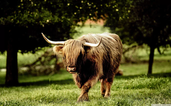 Animal yak HD Desktop Wallpaper | Background Image