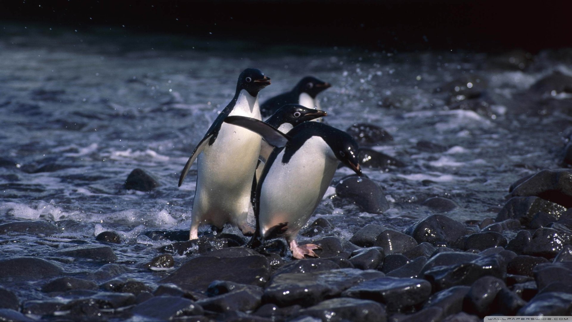 Majestic Penguins by the Rocky Shore – HD Animal Wonderland Wallpaper ...