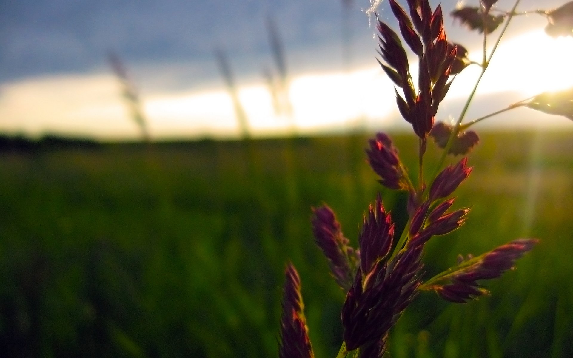 Download Nature Plant HD Wallpaper