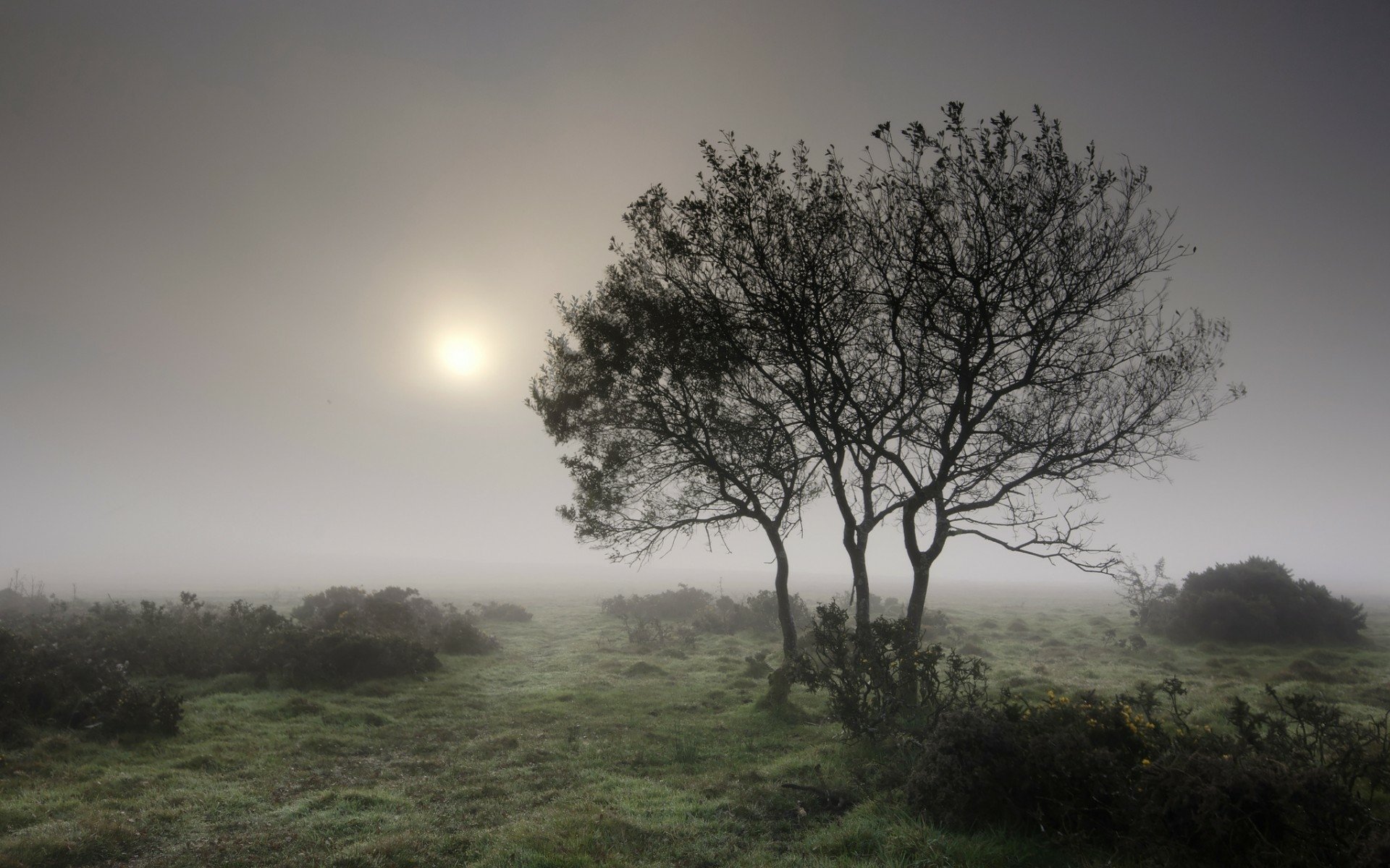HD desktop wallpaper of a foggy landscape with silhouetted trees and soft sunlight diffused through thick mist over grassy terrain.