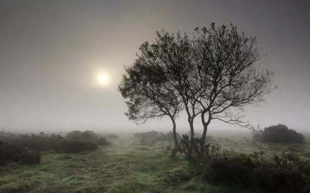 HD desktop wallpaper of a foggy landscape with silhouetted trees and soft sunlight diffused through thick mist over grassy terrain.