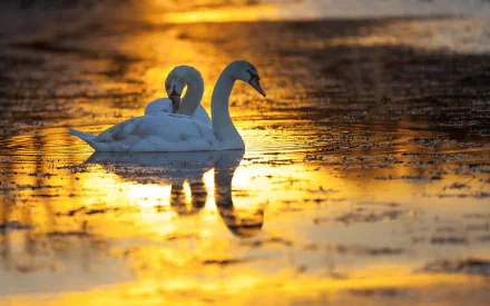 HD desktop wallpaper featuring two mute swans gracefully floating on golden reflective water at sunset, showcasing serene natural beauty.