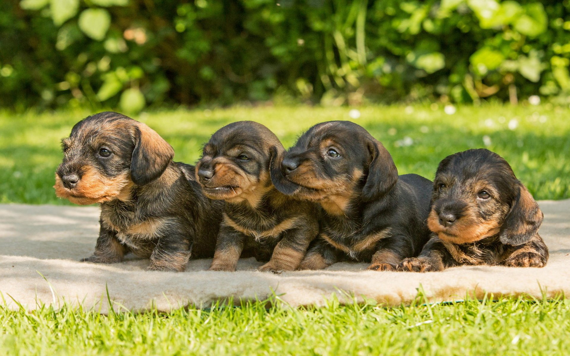 Download Animal Puppy HD Wallpaper