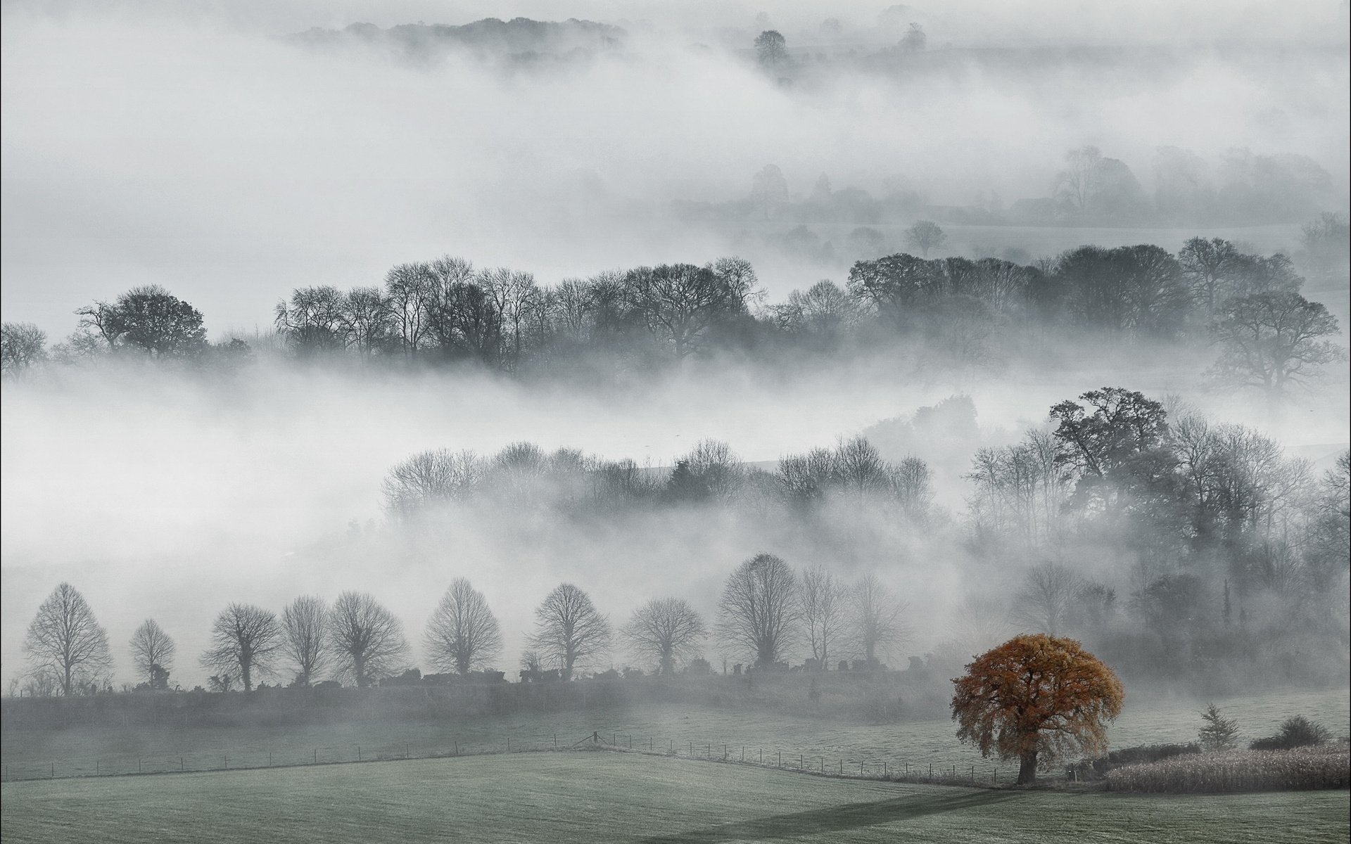 Download Nature Fog HD Wallpaper | 1920x1200 | Wallpaper Abyss