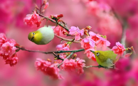 HD PC desktop wallpaper of two Japanese white-eye birds perched on branches amid vivid pink cherry blossoms, soft bokeh background.