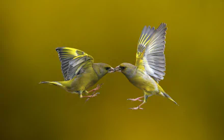 HD wallpaper of two finches mid-flight, their beaks touching against a smooth yellow background.