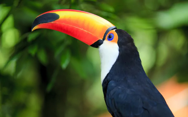 Animal toco toucan HD Desktop Wallpaper | Background Image