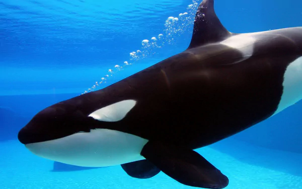 A stunning HD desktop wallpaper featuring an orca swimming gracefully in vibrant blue water, showcasing its distinctive black and white markings.