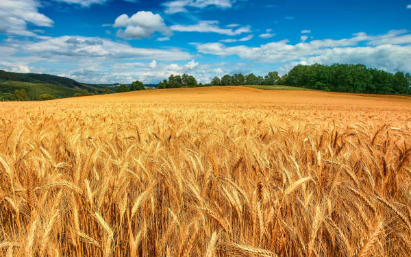 nature cornfield HD Desktop Wallpaper | Background Image
