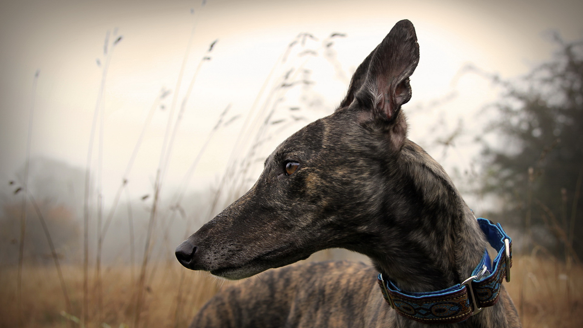 Animal Greyhound HD Wallpaper | Background Image