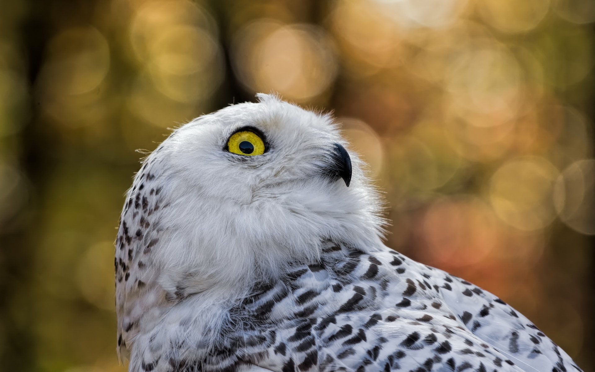 Snowy Owl HD Wallpaper