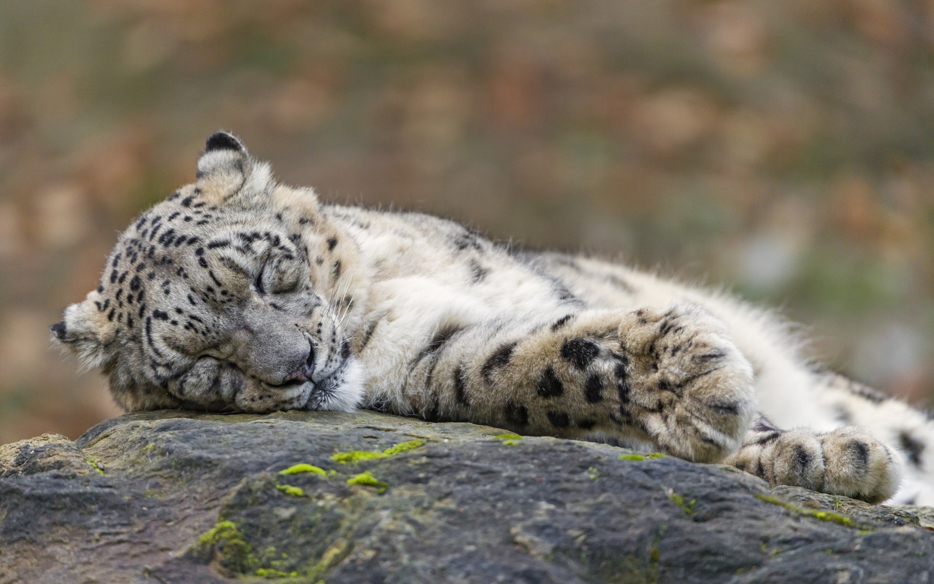 A snow leopard resting peacefully on a moss-covered rock, captured in sharp detail as an HD PC desktop wallpaper background.