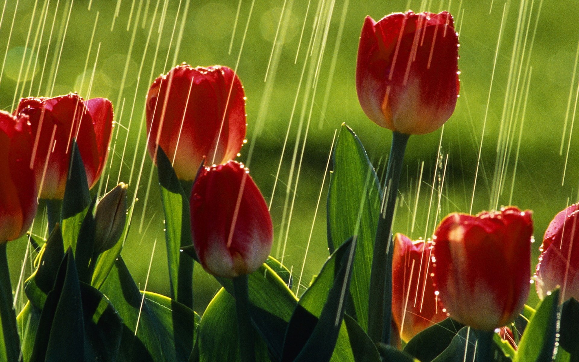 Ftp flowers net red tulip gif