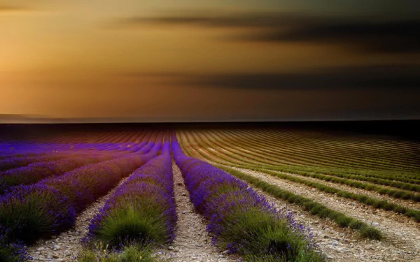 nature lavender HD Desktop Wallpaper | Background Image