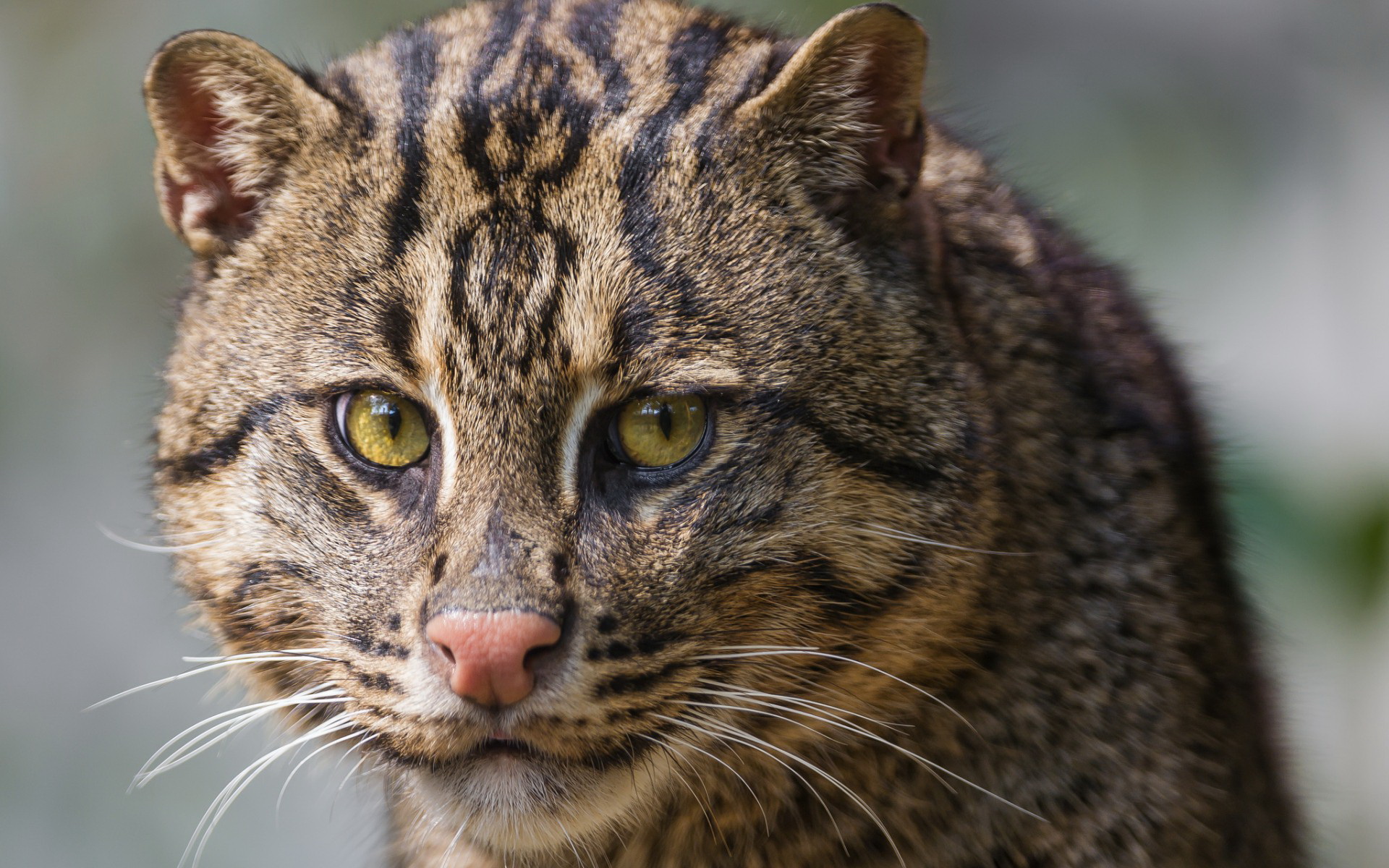 Fishing Cat Wallpaper