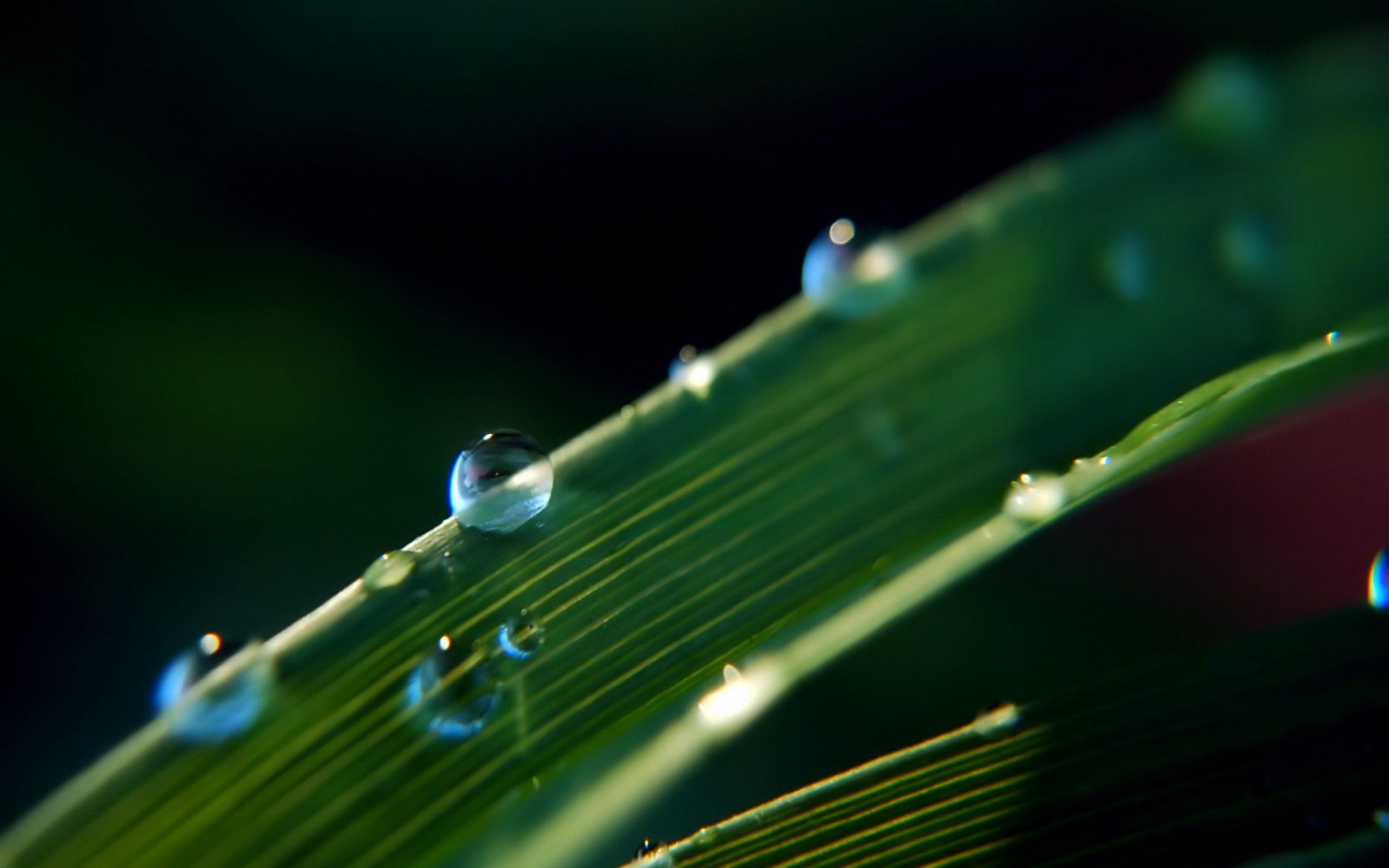 Nature Water Drop HD Wallpaper