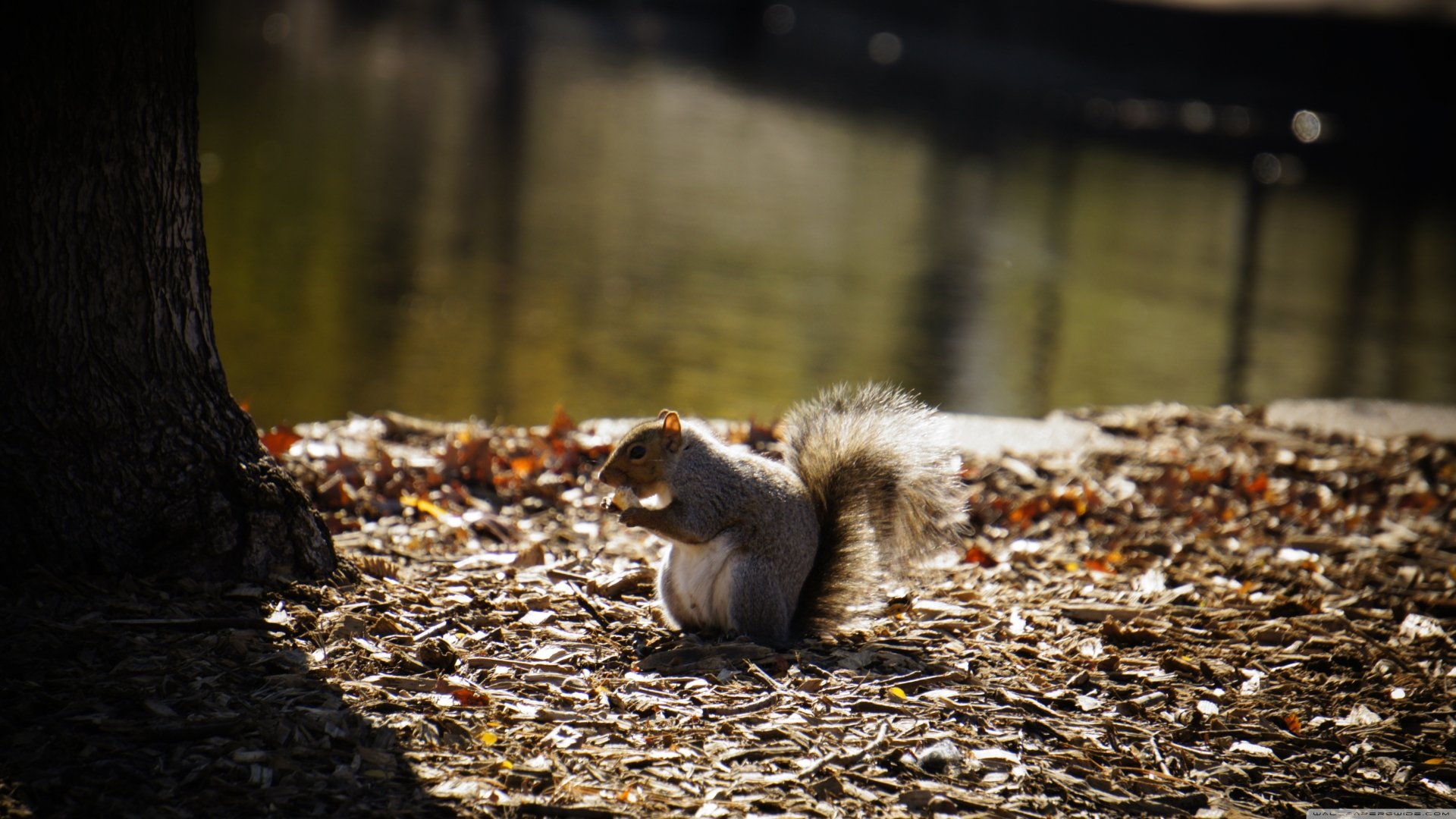 4K Ultra HD desktop wallpaper featuring a squirrel sitting on the ground near a tree with a blurred natural background.