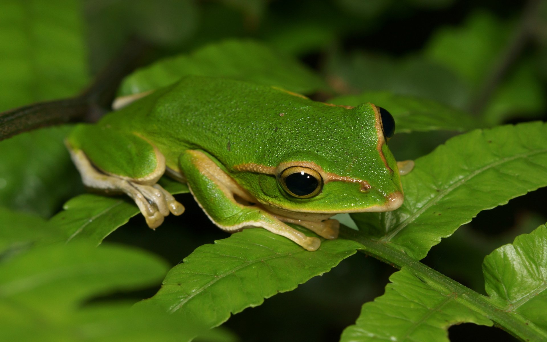 Animal Tree Frog HD Wallpaper